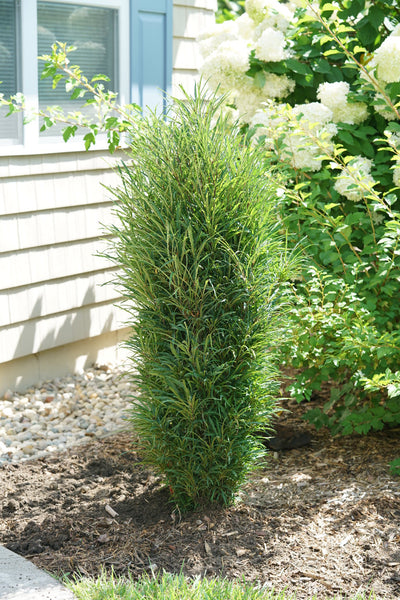 FINE LINE® Rhamnus - 1 Gallon (PW)