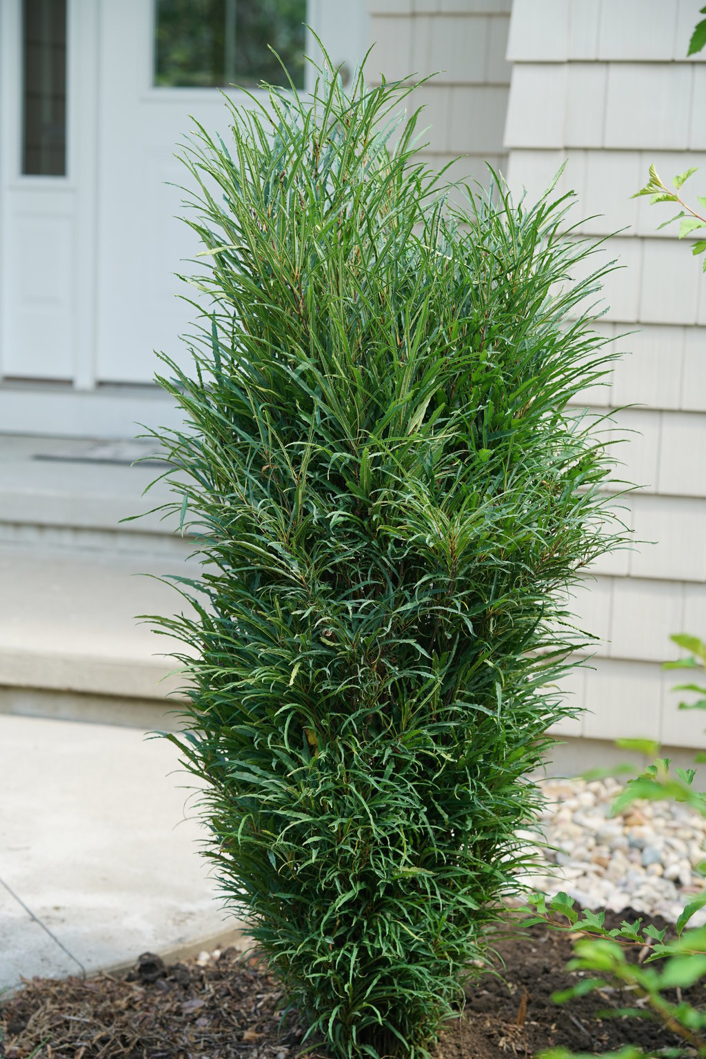 FINE LINE® Rhamnus - 1 Gallon (PW)