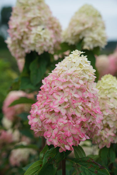Hydrangea (Pan) 'LIMELIGHT PRIME'® - 3 Gallon (PW)
