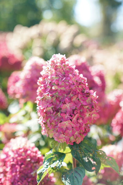 Hydrangea (Pan) 'LIMELIGHT PRIME'® - 3 Gallon (PW)