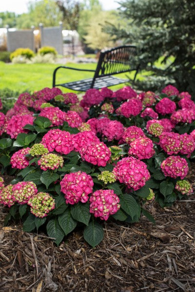 Hydrangea (Mac) 'SUMMER CRUSH'® - 3 Gallon (ES)