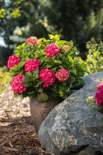 Hydrangea (Mac) 'SUMMER CRUSH'® - 3 Gallon (ES)