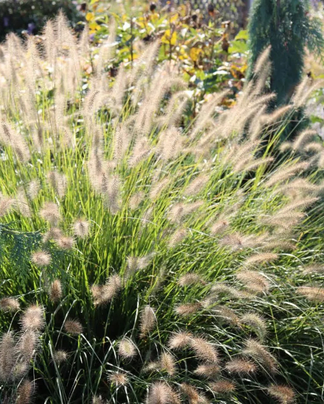 GRASS - 'HAMELN' Pennisetum  - 3 Gallon