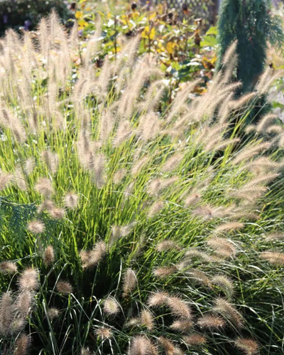 GRASS - 'HAMELN' Pennisetum  - 3 Gallon