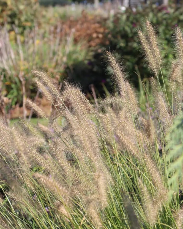 GRASS - 'HAMELN' Pennisetum  - 3 Gallon