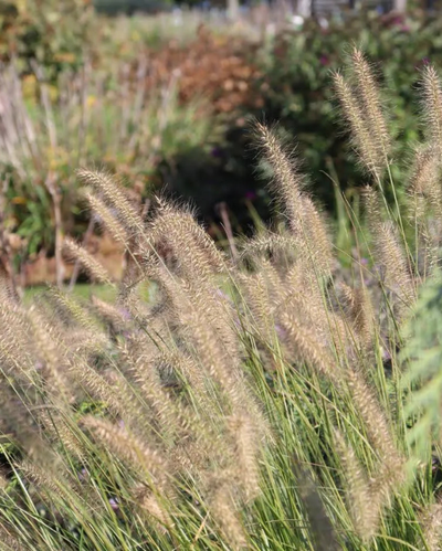 GRASS - 'HAMELN' Pennisetum  - 3 Gallon