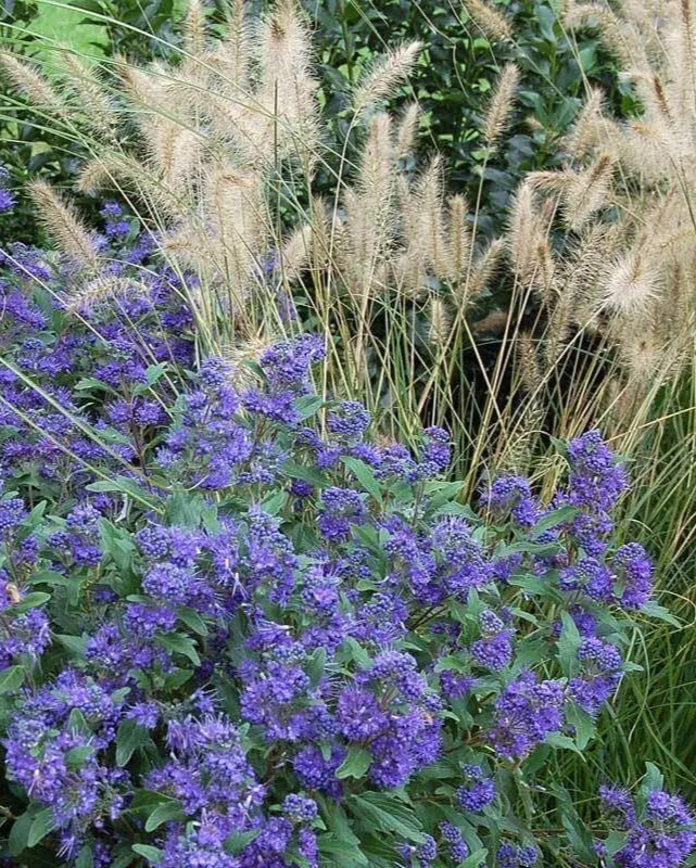 GRASS - 'HAMELN' Pennisetum  - 3 Gallon