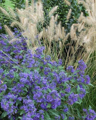 GRASS - 'HAMELN' Pennisetum  - 3 Gallon
