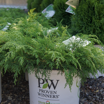 Siberian Cypress 'CELTIC PRIDE'® - 3 Gallon (PW)