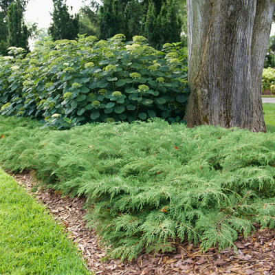 Siberian Cypress 'CELTIC PRIDE'® - 3 Gallon (PW)