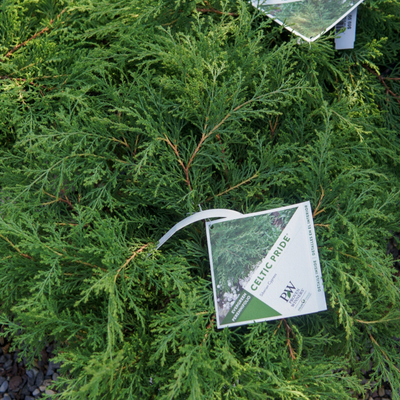 Siberian Cypress 'CELTIC PRIDE'® - 3 Gallon (PW)
