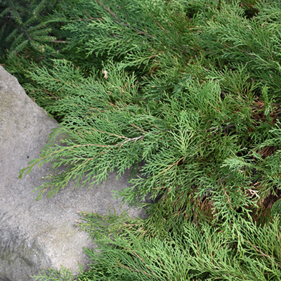 Siberian Cypress 'CELTIC PRIDE'® - 3 Gallon (PW)