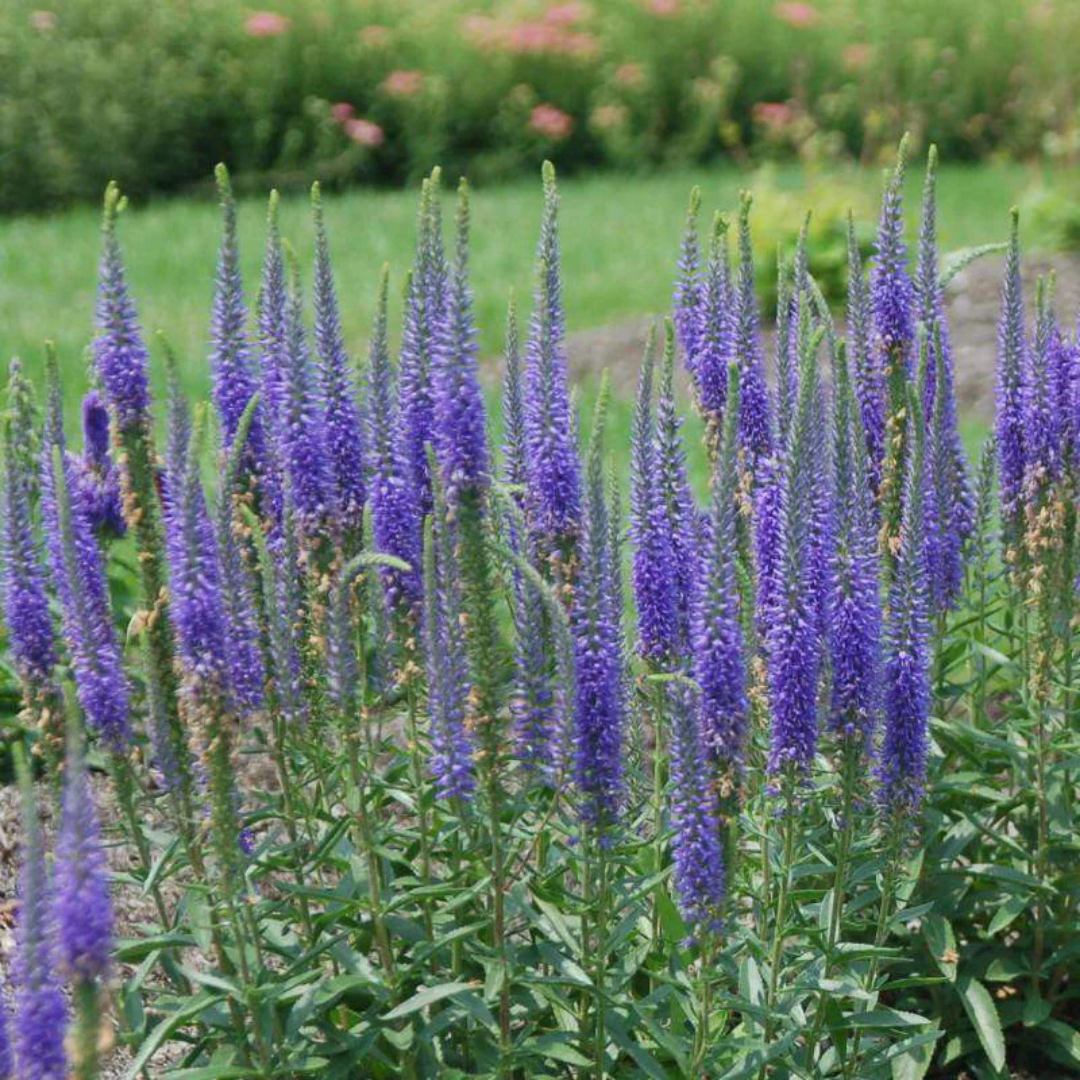 Veronica 'ROYAL CANDLES' - 1 Gallon