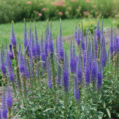 Veronica 'ROYAL CANDLES' - 1 Gallon