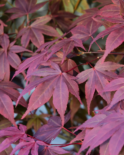 Acer 'CRIMSON PRINCE' (Japanese Maple) - 3 Gallon