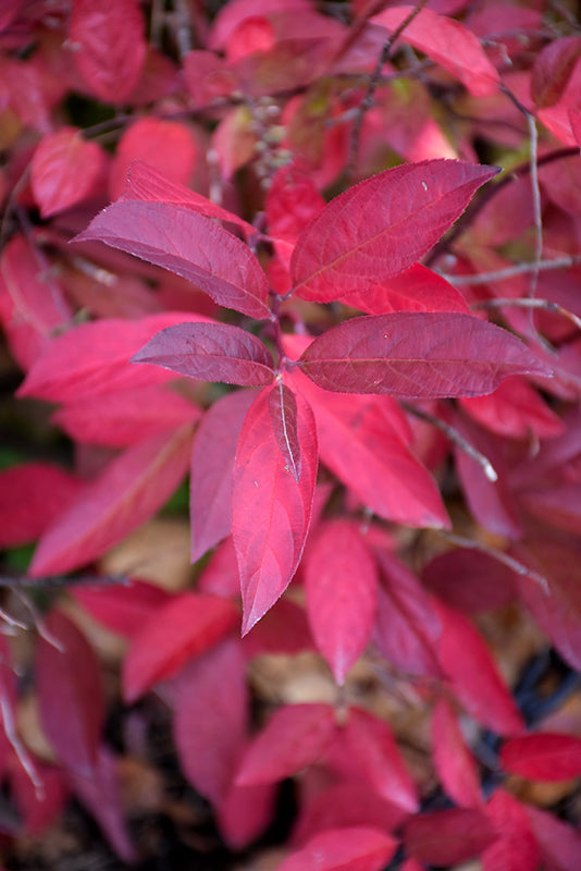 Itea 'HENRY'S GARNET' (Sweetspire) - 3 Gallon