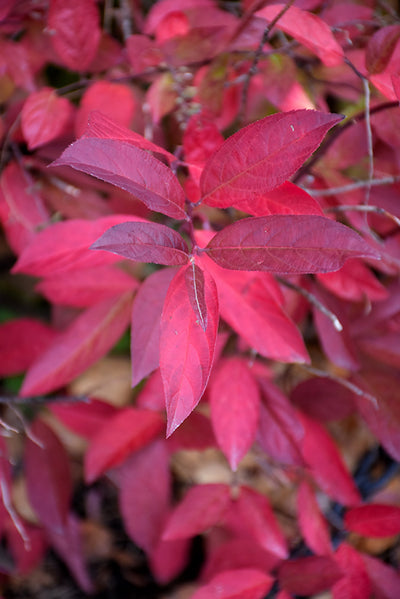 Itea 'HENRY'S GARNET' (Sweetspire) - 3 Gallon