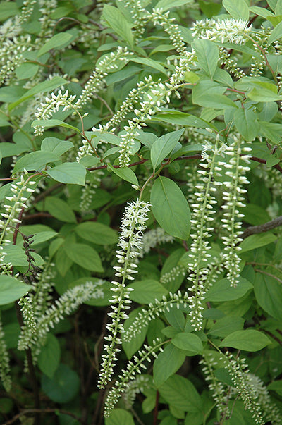 Itea 'HENRY'S GARNET' (Sweetspire) - 3 Gallon