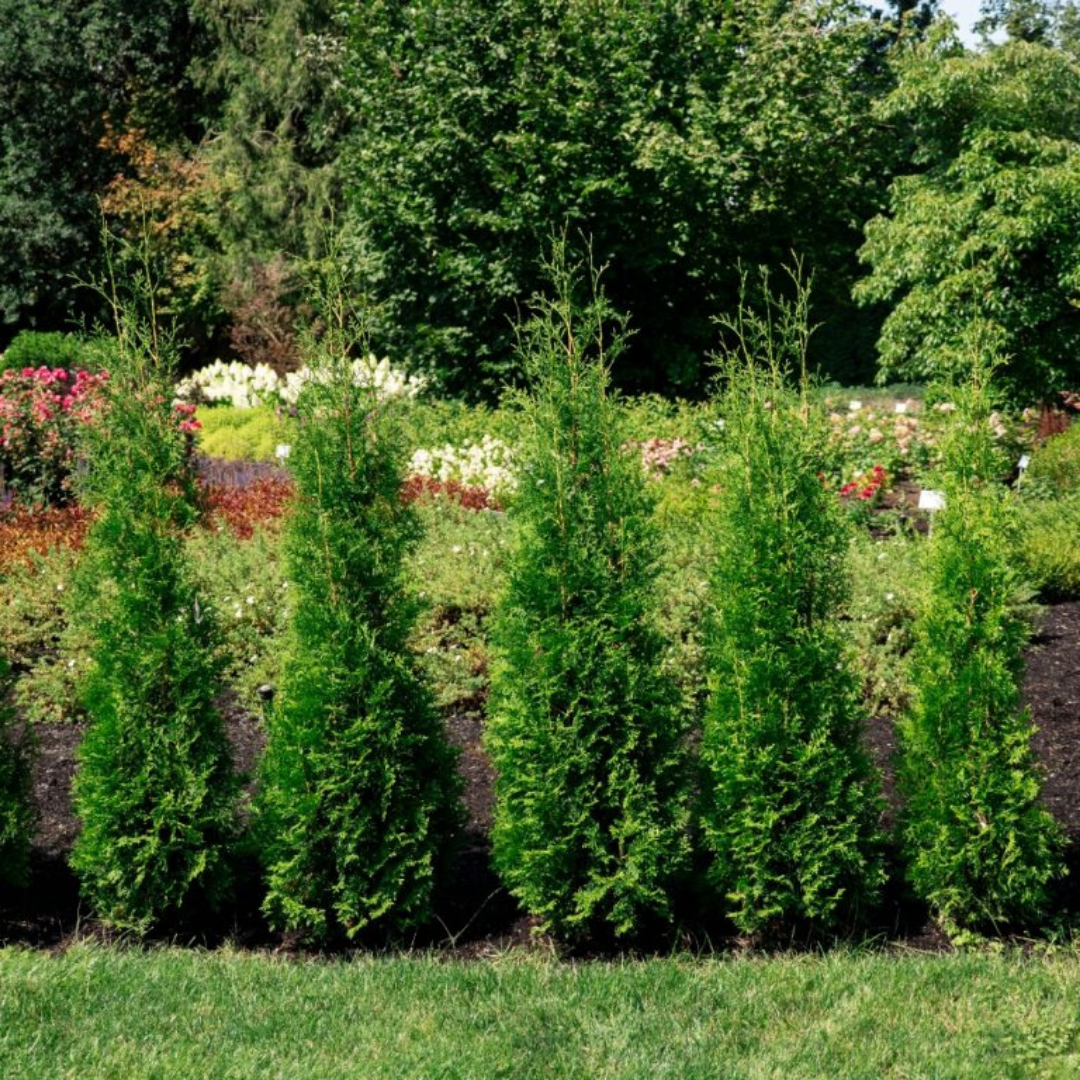 Arborvitae 'PRIVATE JET™' (Thuja occidentalis) - 1 Gallon