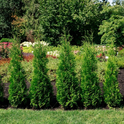Arborvitae 'PRIVATE JET™' (Thuja occidentalis) - 1 Gallon