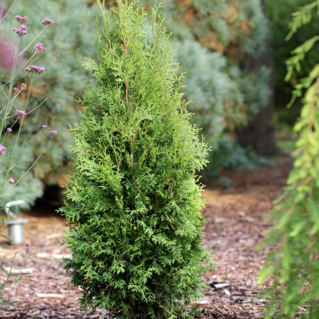 Arborvitae 'PRIVATE JET™' (Thuja occidentalis) - 1 Gallon