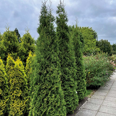 Arborvitae 'PRIVATE JET™' (Thuja occidentalis) - 1 Gallon