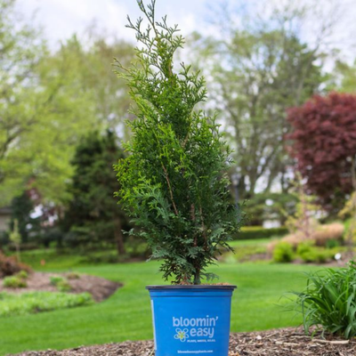 Arborvitae 'PRIVATE JET™' (Thuja occidentalis) - 1 Gallon