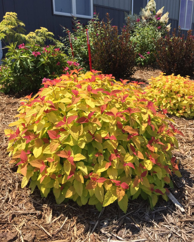 Spiraea 'DBL PLAY CANDY CORN' - 2 Gallon (PW)