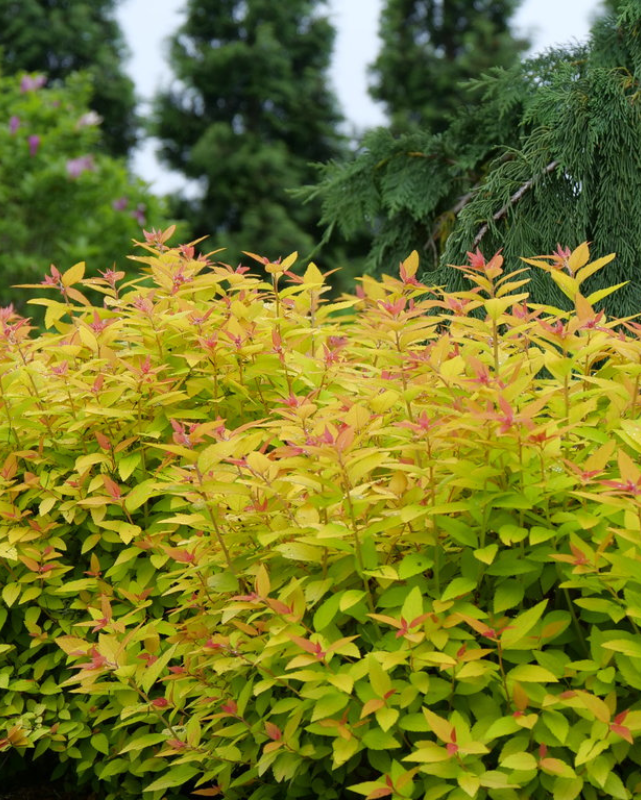 Spiraea 'DBL PLAY CANDY CORN' - 2 Gallon (PW)
