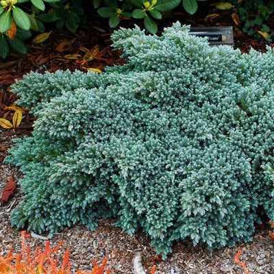 Juniper 'BLUE STAR' - 3 Gallon