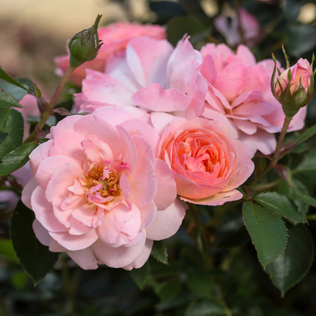 Rose 'CALYPSO' - 2 Gallon
