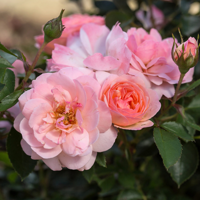Rose 'CALYPSO' - 2 Gallon