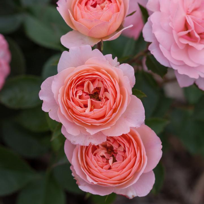 Rose 'CALYPSO' - 2 Gallon