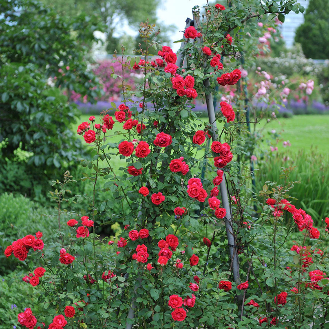 Rose 'BLAZE' - 2 Gallon