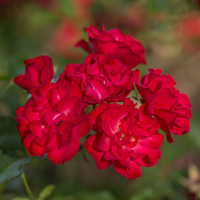 Rose 'MYSTIC FAIRY'® - 2 Gallon