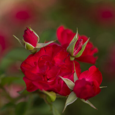 Rose 'MYSTIC FAIRY'® - 2 Gallon