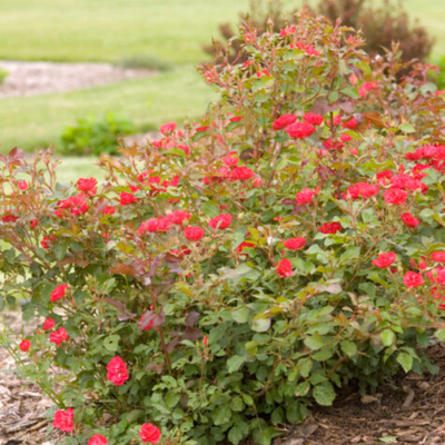 Rose 'MYSTIC FAIRY'® - 2 Gallon