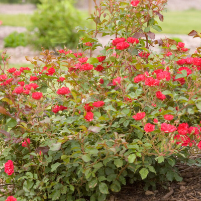 Rose 'MYSTIC FAIRY'® - 2 Gallon