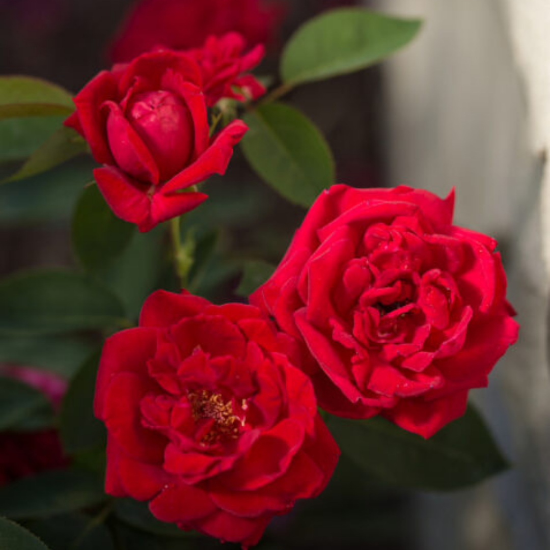 Rose 'KASHMIR' - 2 Gallon