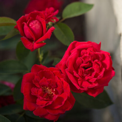 Rose 'KASHMIR' - 2 Gallon