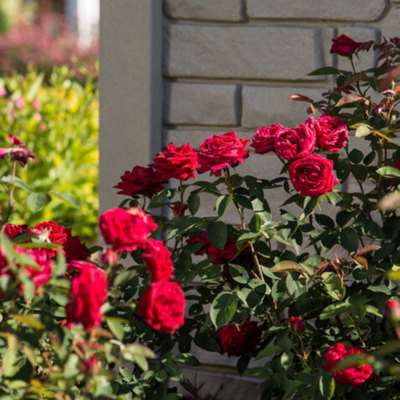 Rose 'KASHMIR' - 2 Gallon