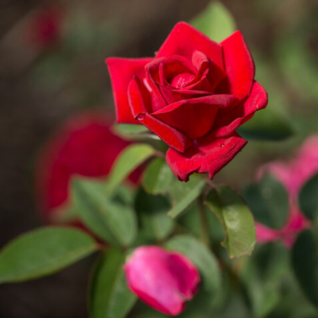 Rose 'KASHMIR' - 2 Gallon