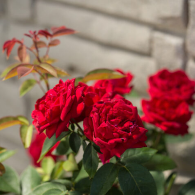 Rose 'KASHMIR' - 2 Gallon
