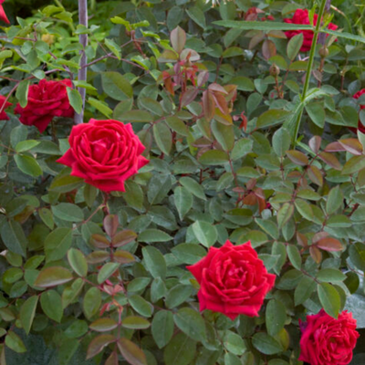 Rose 'KASHMIR' - 2 Gallon