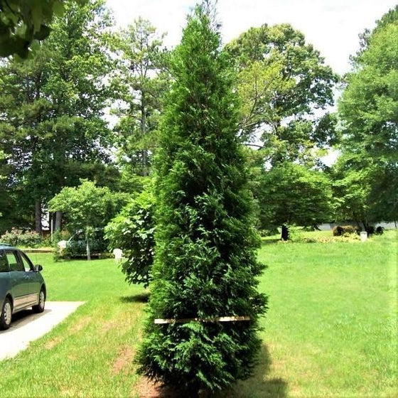 Arborvitae 'FULL SPEED A HEDGE®' (Thuja Occ.) - 3 Gallon