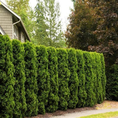 Arborvitae 'FULL SPEED A HEDGE®' (Thuja Occ.) - 3 Gallon