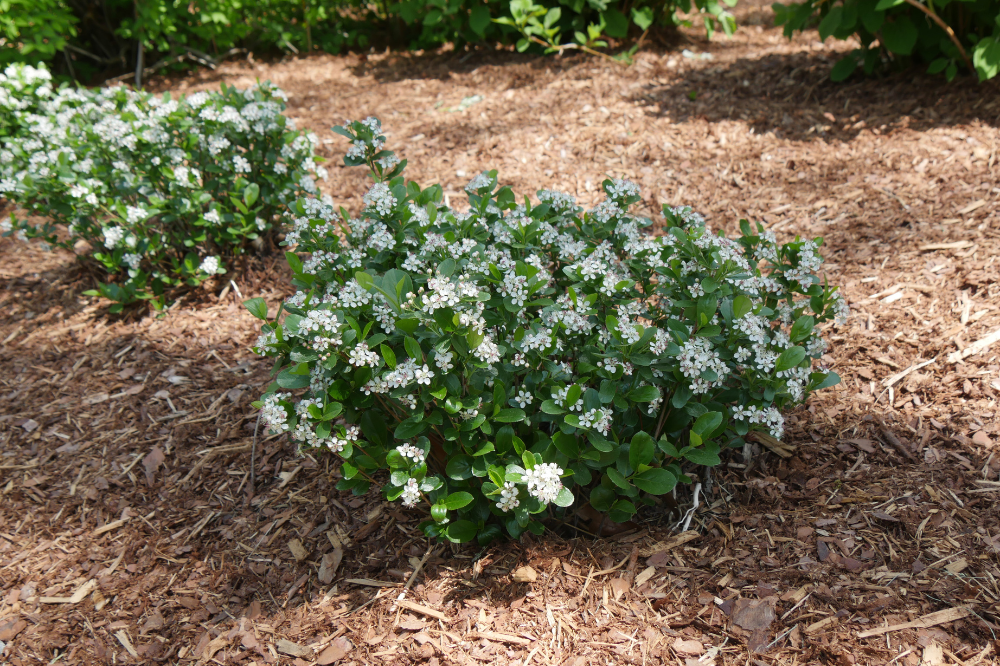 Aronia 'LOW SCAPE MOUND'® - 3 Gallon (PW) – Bast Brothers Garden Center