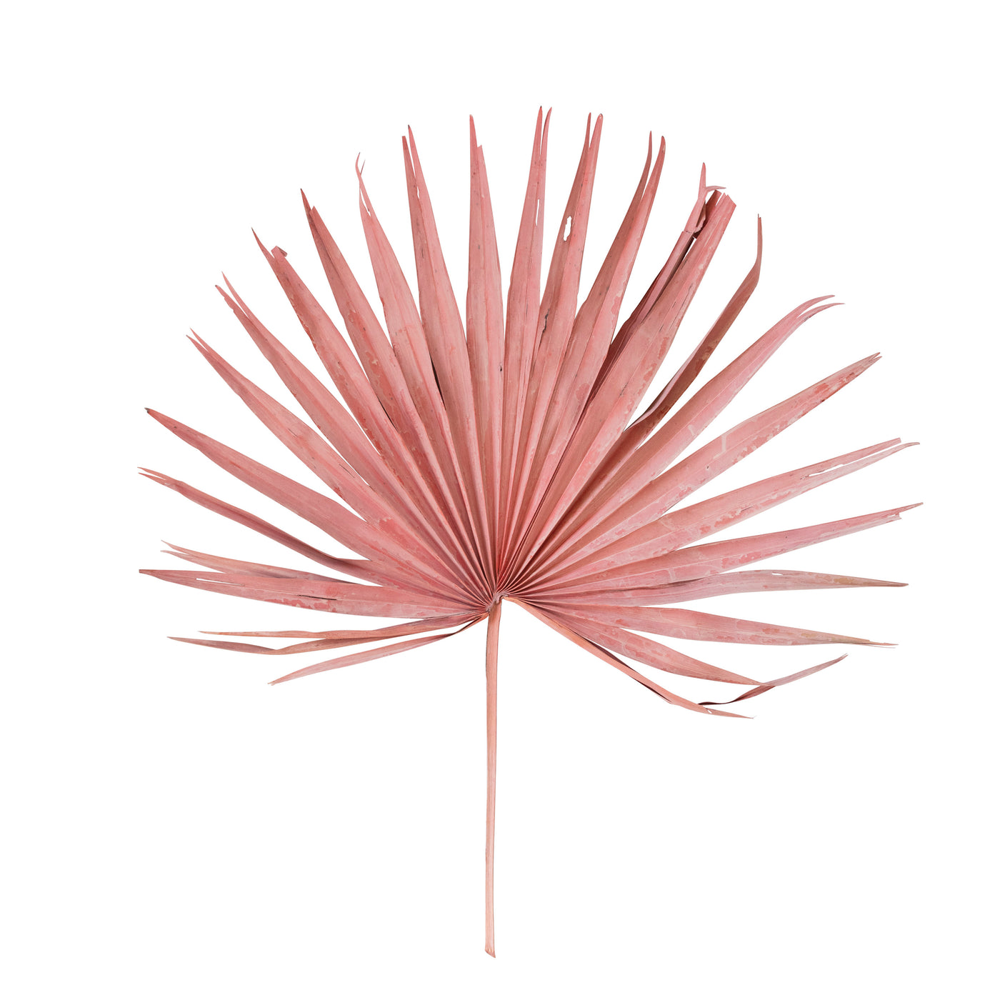 Dried Palm Leaf Bunch, Pink