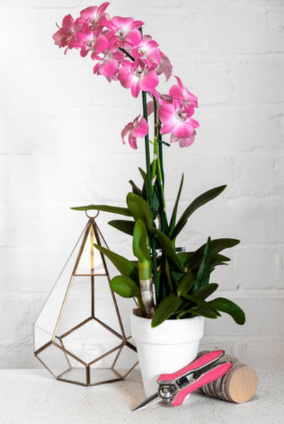 Orchid Snips