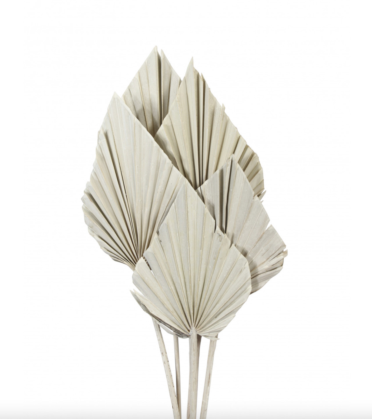 Palm Spear - White Wash - 5 stem
